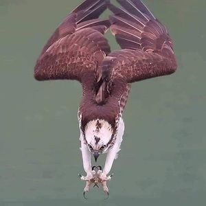 Meet your Posher, Roman